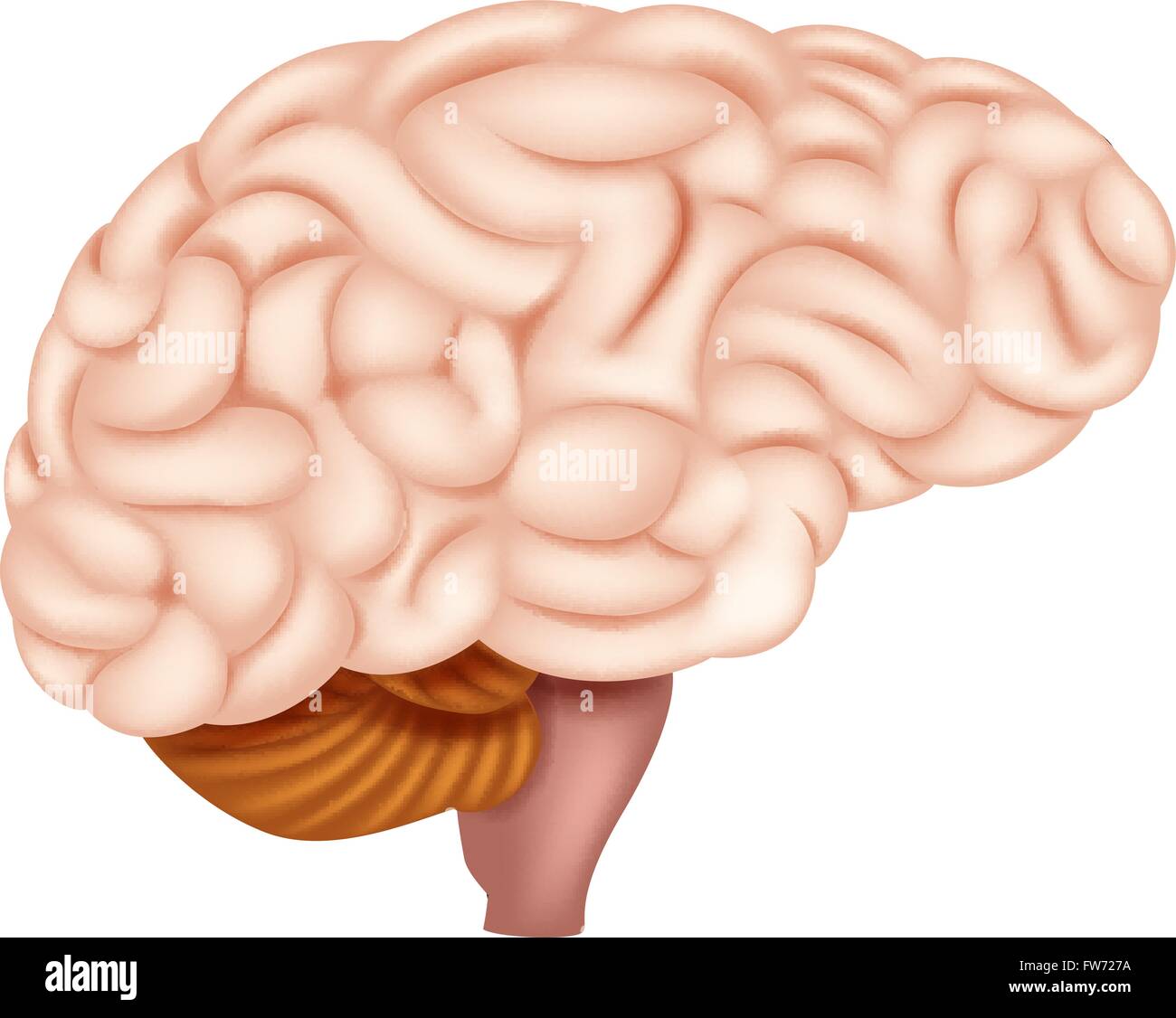 Human Brain Anatomy Stock Vector