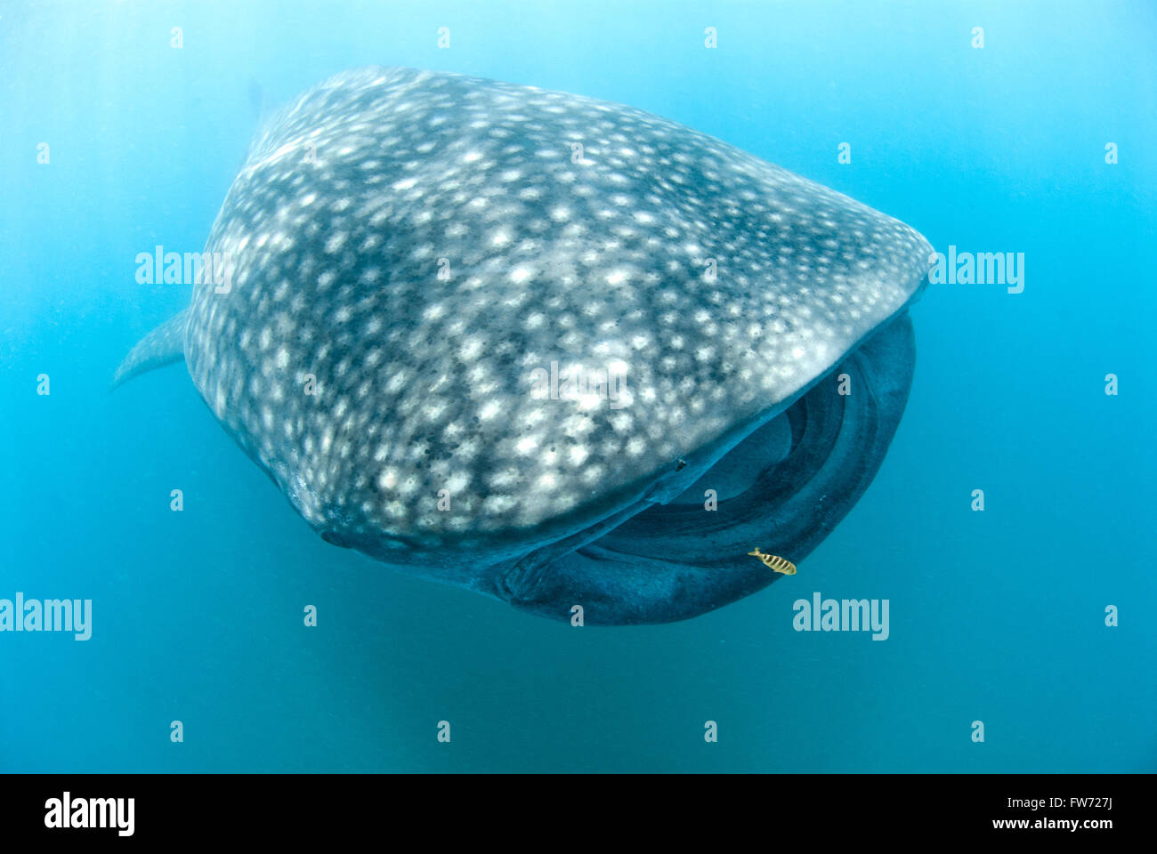 Small fish big ocean hi-res stock photography and images - Alamy