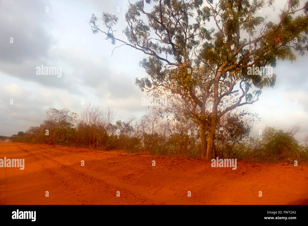 The dry red dusty pindan soil from passing motorists settles on trees ...