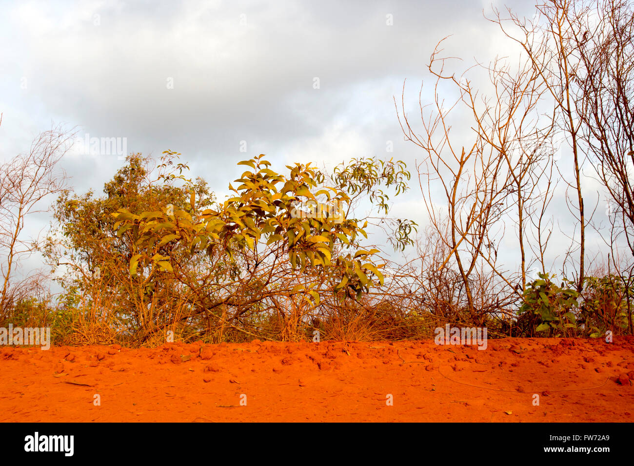 The dry red dusty pindan soil from passing motorists settles on trees ...