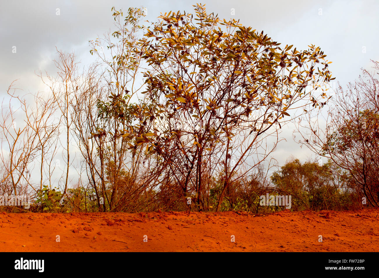 Pindan soil hi-res stock photography and images - Alamy
