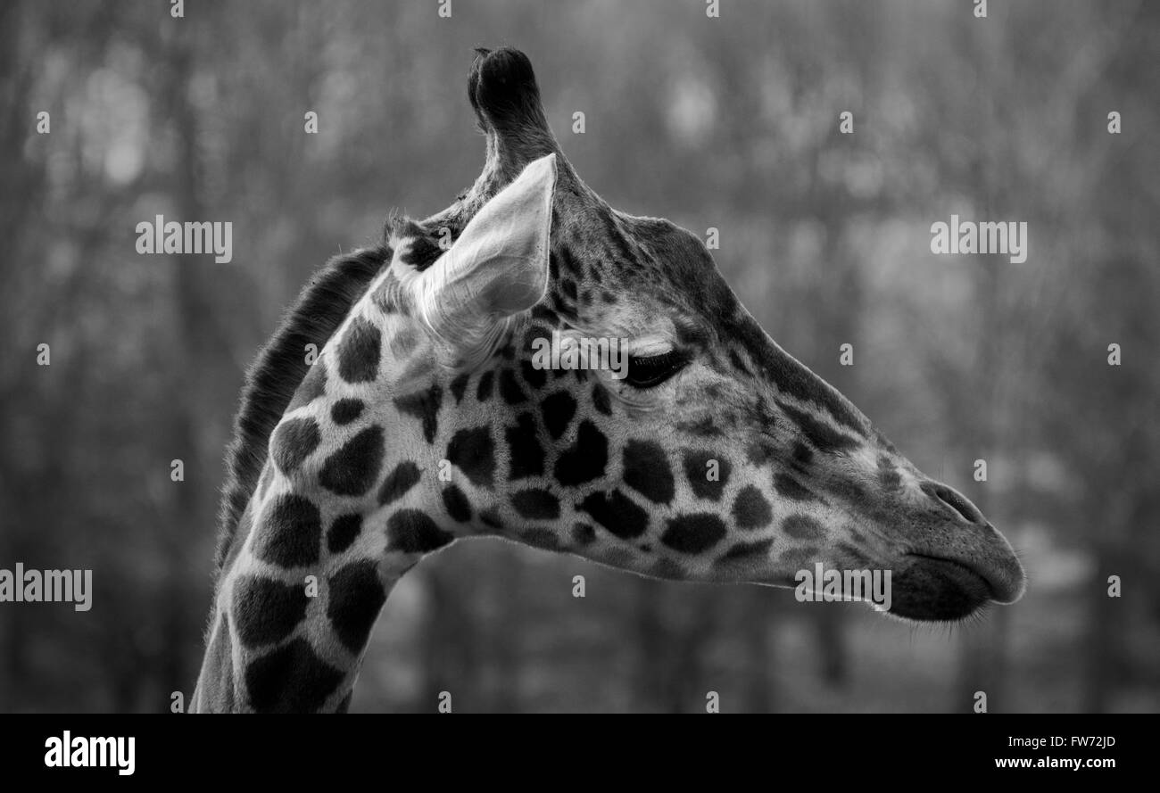 A side shot of an adult Giraffe's head against a backdrop of trees looking away from the camera. Giraffa camelopardalis Stock Photo