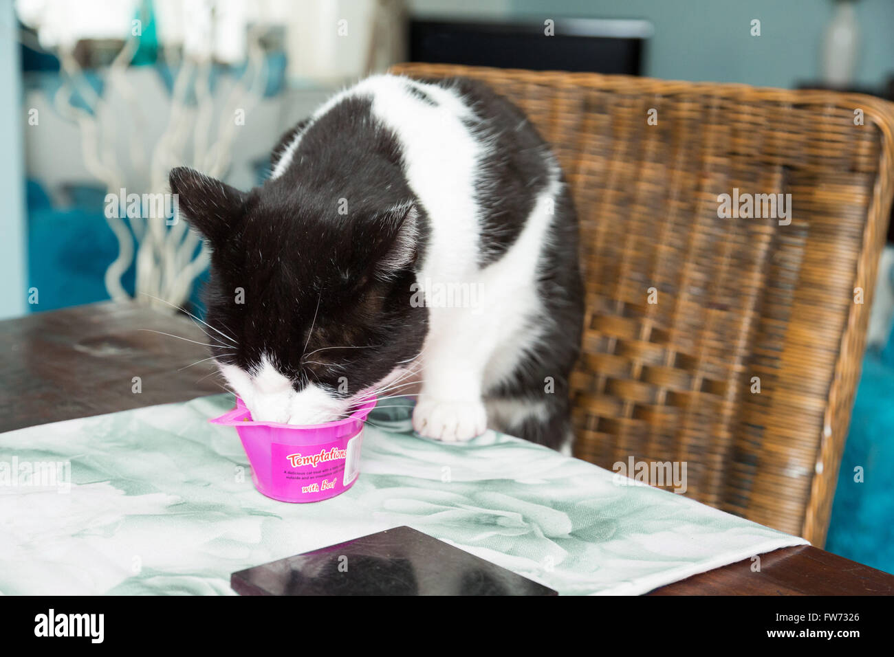 cat eating Whiskas Temptations snack meal at table in the UK Stock Photo
