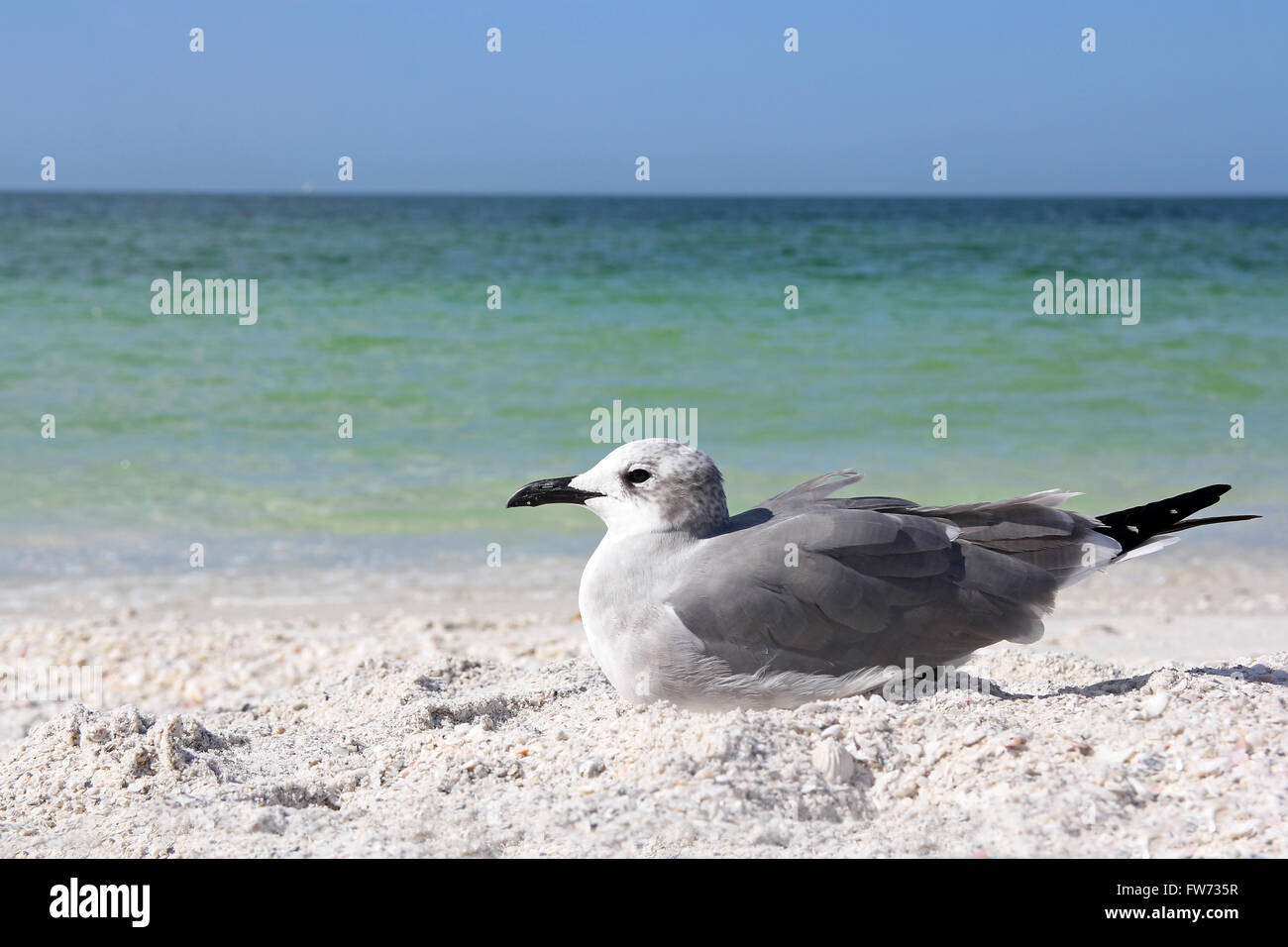 A gray Seagull shore bird is resting on the beach in front of the Gulf of Mexico Ocean in Florida on white sand. Stock Photo