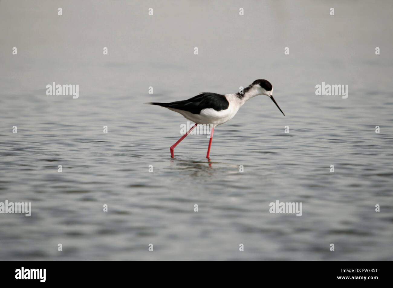 Stilt is a common name for several species of birds in the family
