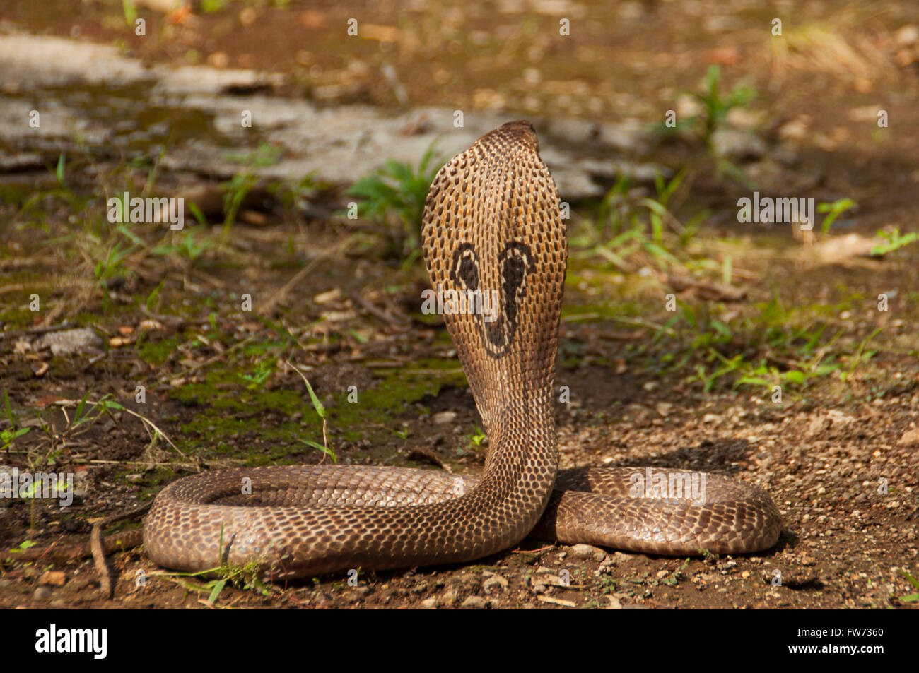 The Indian cobra (Naja naja) also known as the Spectacled cobra, Asian cobra or Binocellate cobra, India Stock Photo