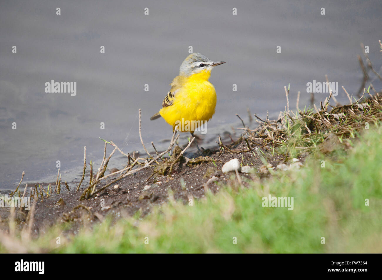 Yellow wagtail. The western yellow wagtail (Motacilla flava) is a small passerine in the wagtail family Motacillidae, India Stock Photo