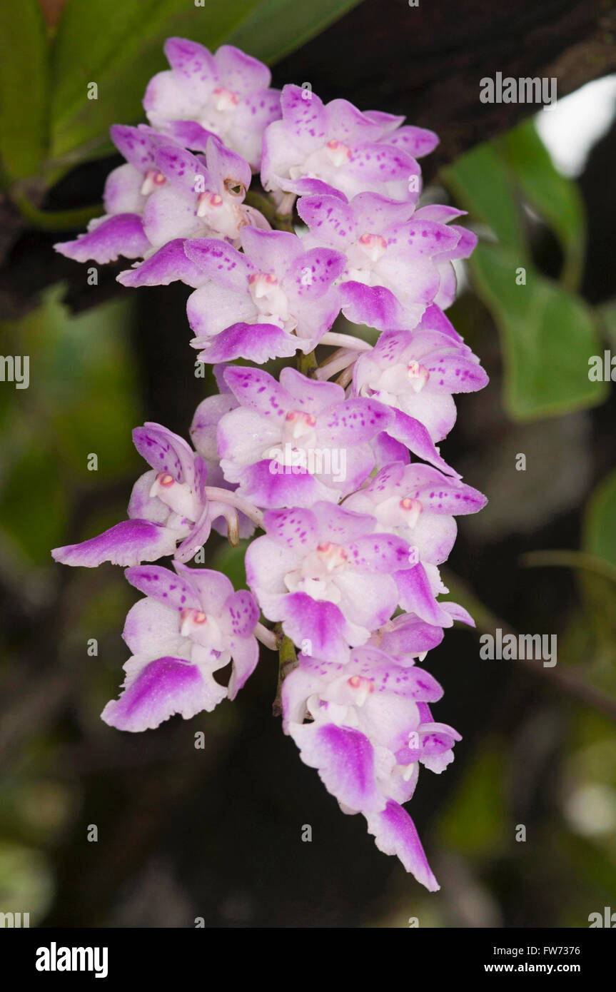 Violet Orchid., India Stock Photo
