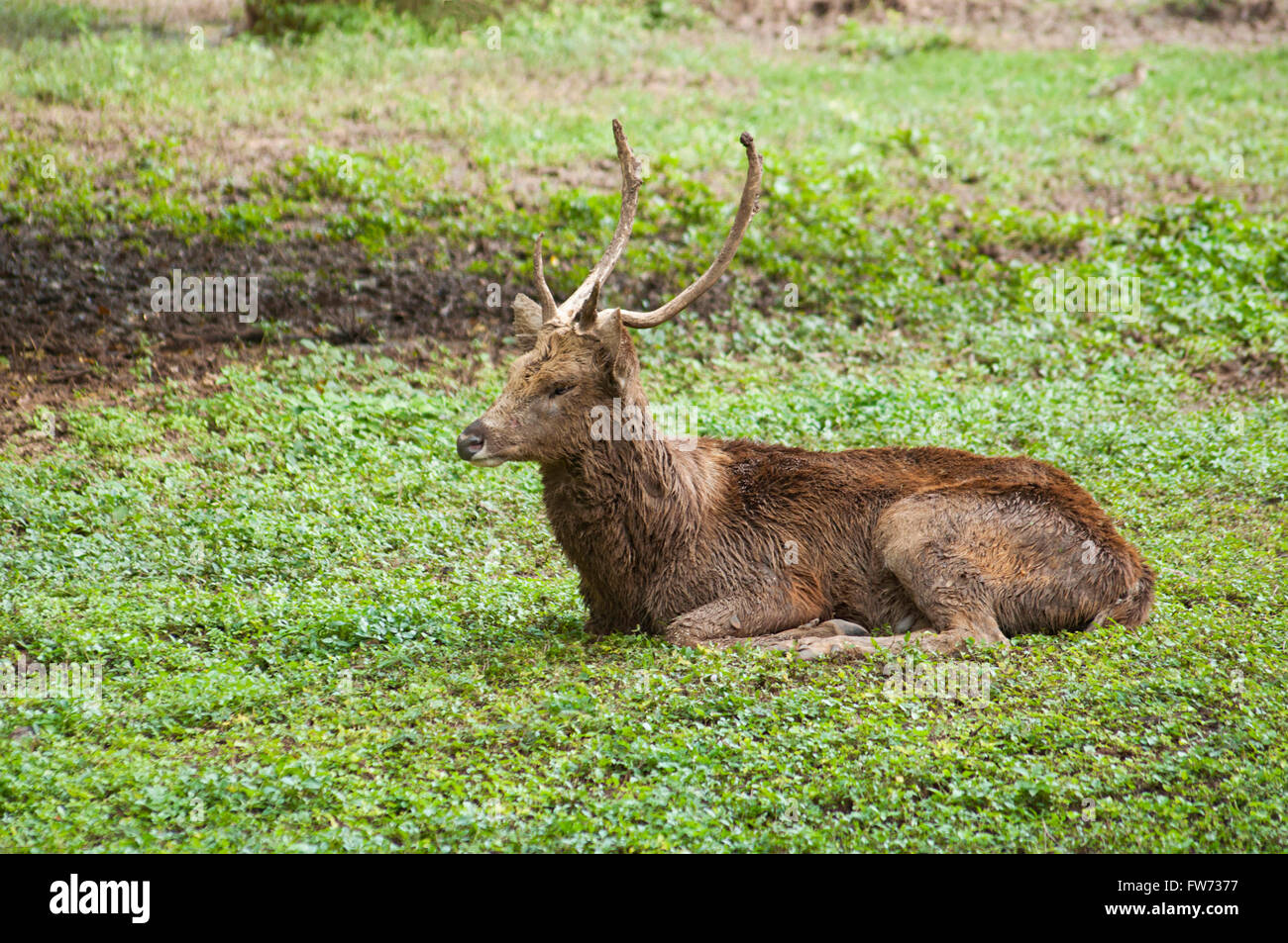 Sambar, rusa, cervidae, India Stock Photo - Alamy