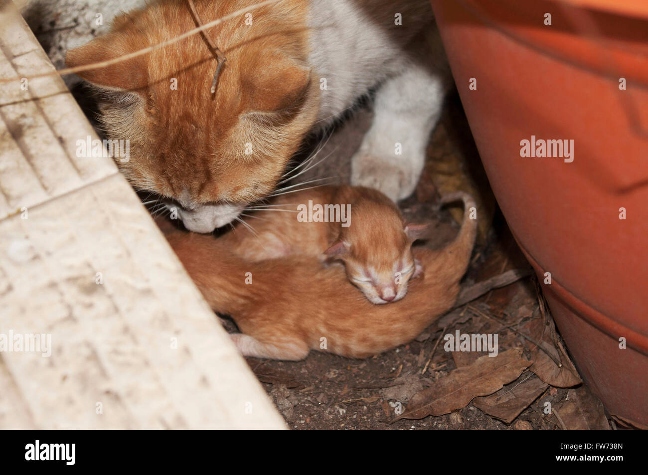 Female cat with new born kittens, India Stock Photo