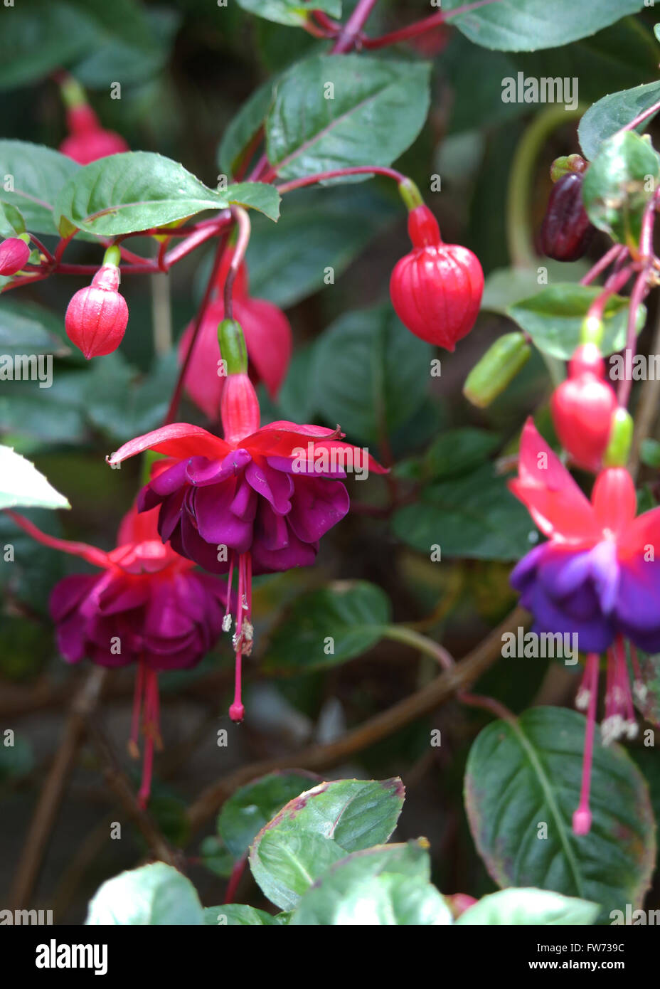 Fuschia - small purple flowers, good background photo from the botanical garden Stock Photo