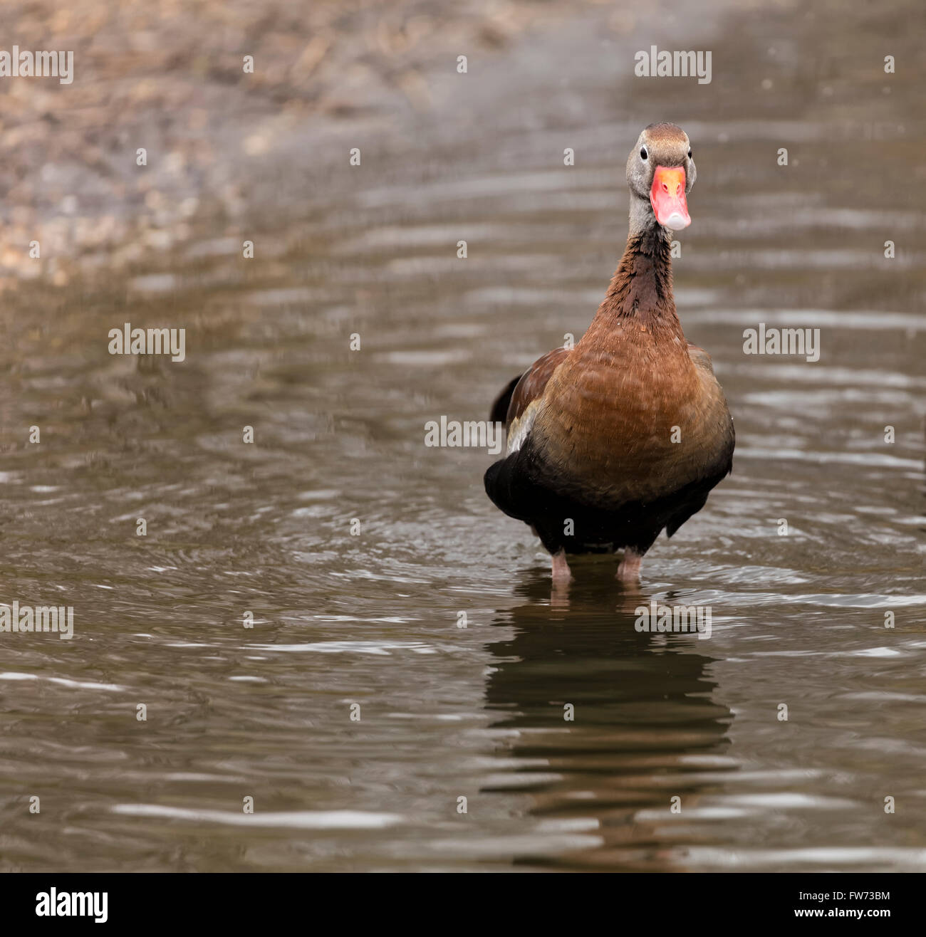 Red beaked duck whole body shot standing in the water and looking straight ahead Stock Photo