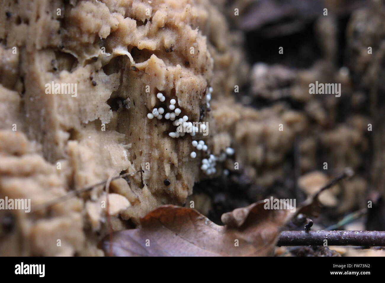 Fruit bodies of slime mould species (Trichia varia). Stock Photo
