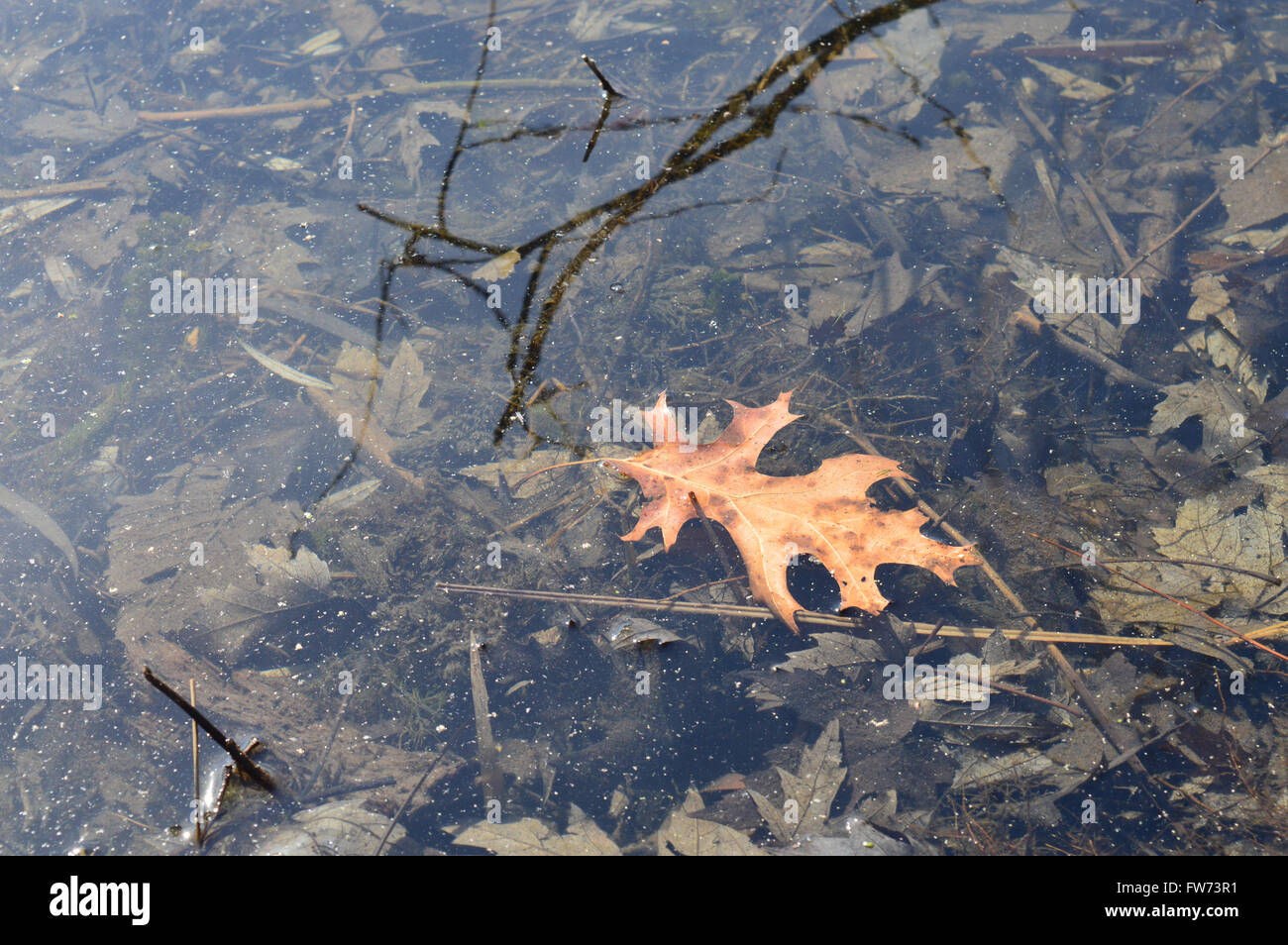 One single oak leaf hi-res stock photography and images - Alamy
