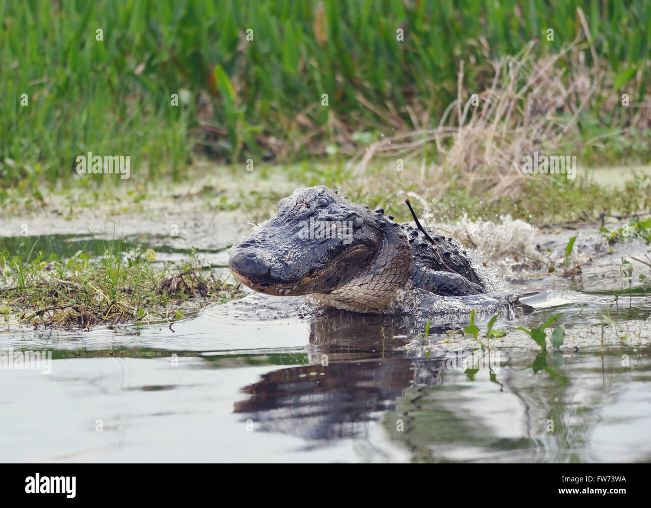 Wild Florida Alligator Jumps out of Water Stock Photo Alamy