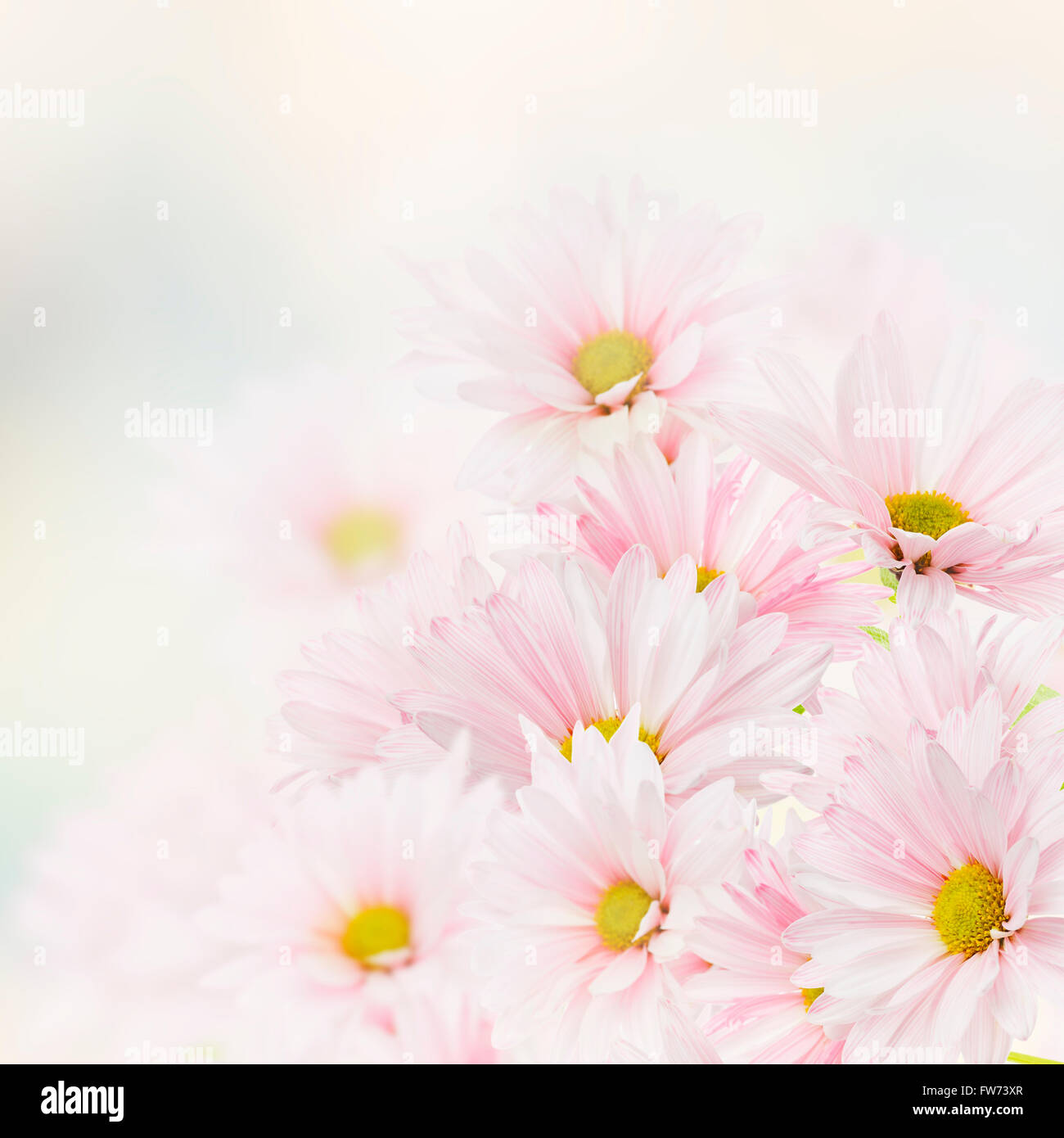 Pink Flowers Bloom for Background Stock Photo - Alamy