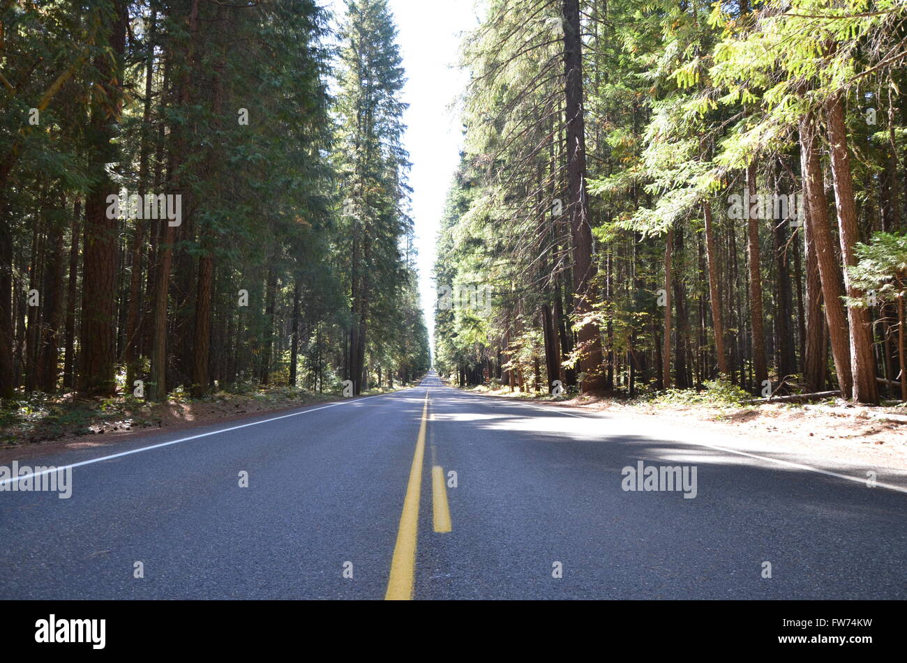 Straight road with a canopy of trees hi-res stock photography and ...