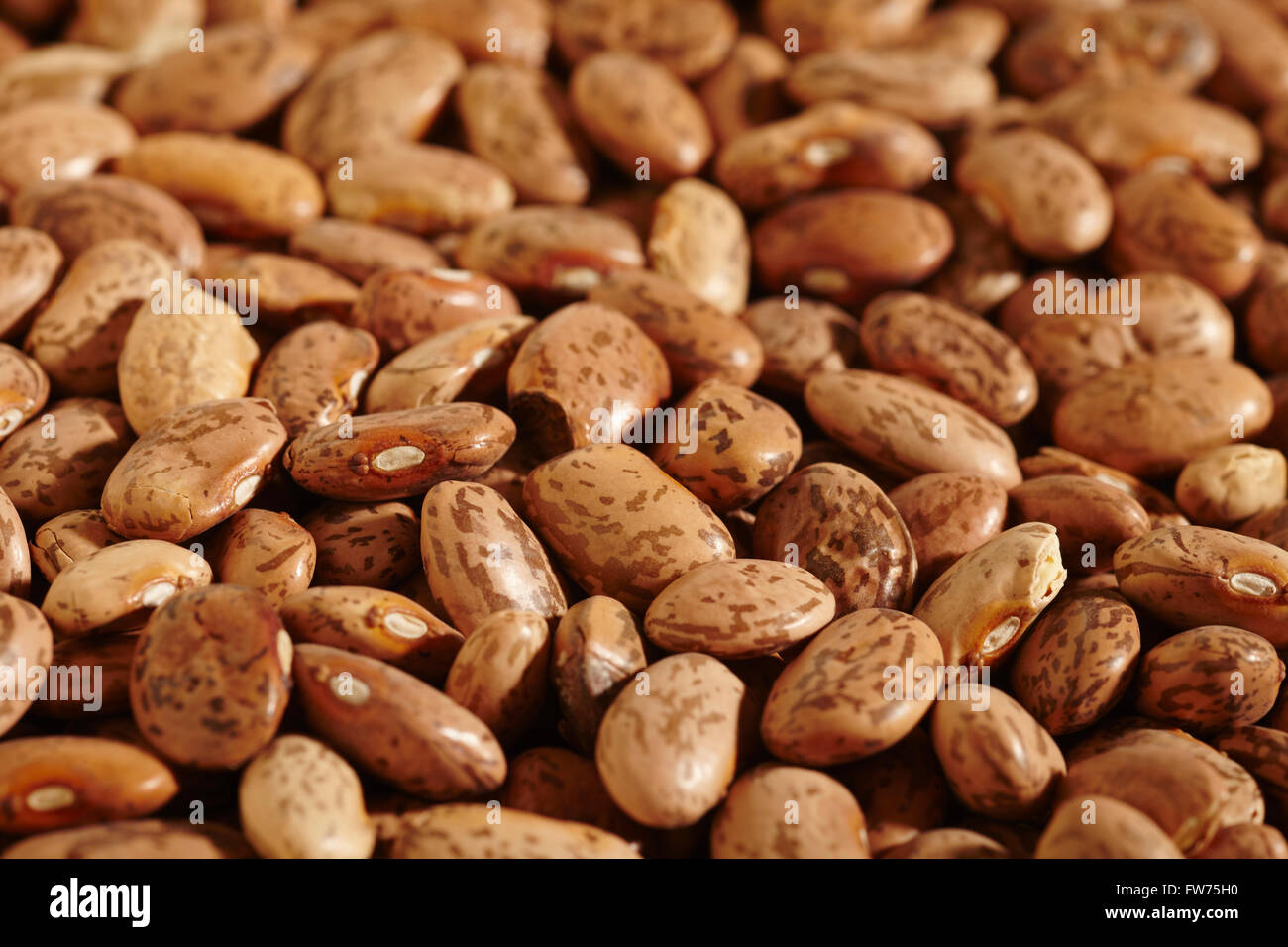 Dried Uncooked Pinto Beans Stock Photo