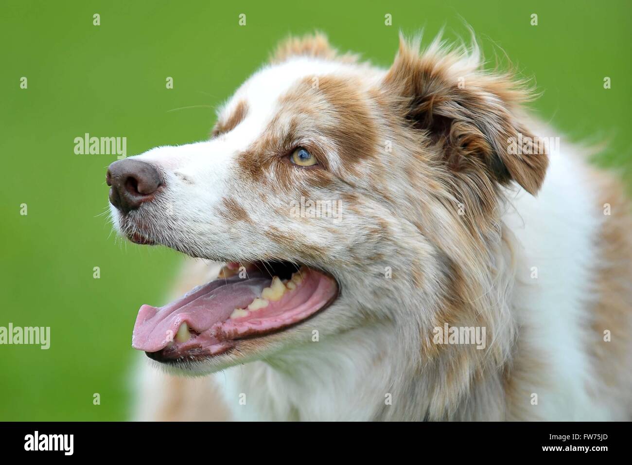 Border collie Dog head portrait panting after playing outside Stock