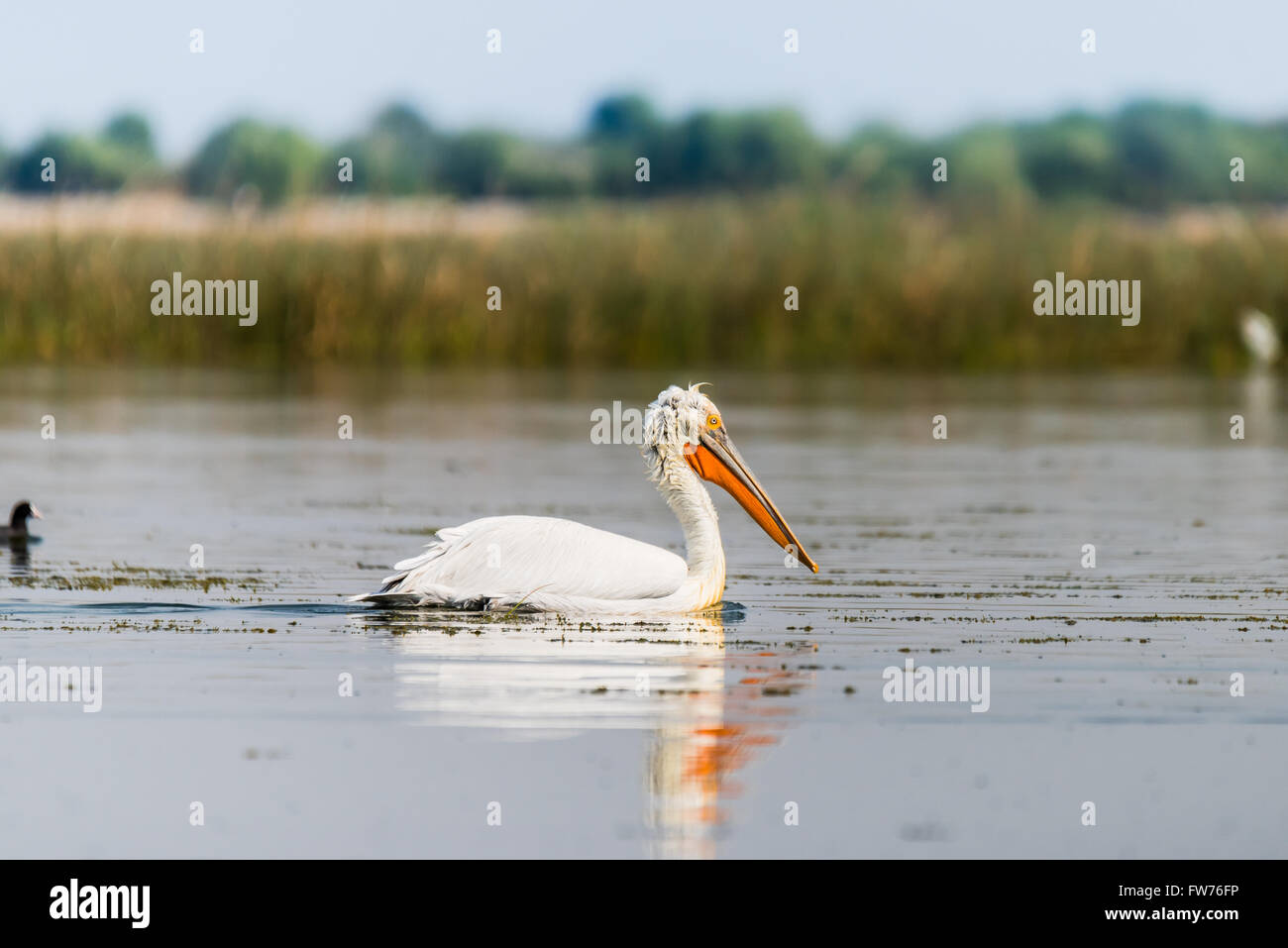 Dalmatian Pelican Stock Photo