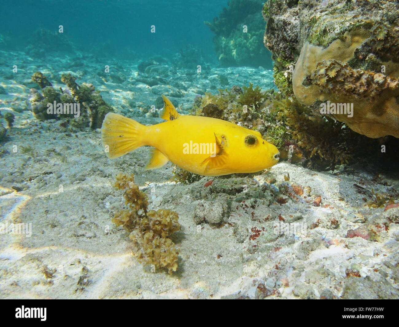 Tropical fish guineafowl puffer, Arothron meleagris, yellow form, underwater in the lagoon of Huahine, Pacific ocean, Polynesia Stock Photo