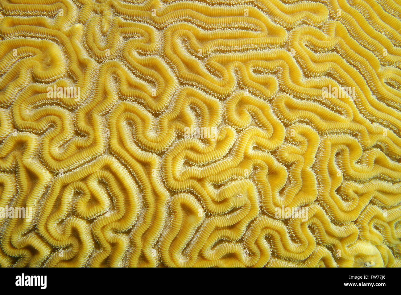 Underwater marine life, close up of grooved brain coral labyrinth, Diploria labyrinthiformis, Caribbean sea Stock Photo