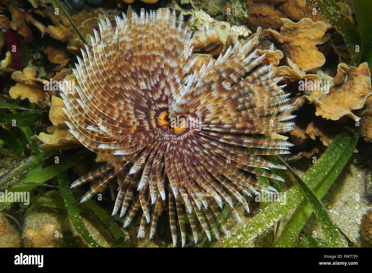 Underwater marine worm, a Magnificent feather duster worm, Sabellastarte magnifica, Caribbean sea Stock Photo
