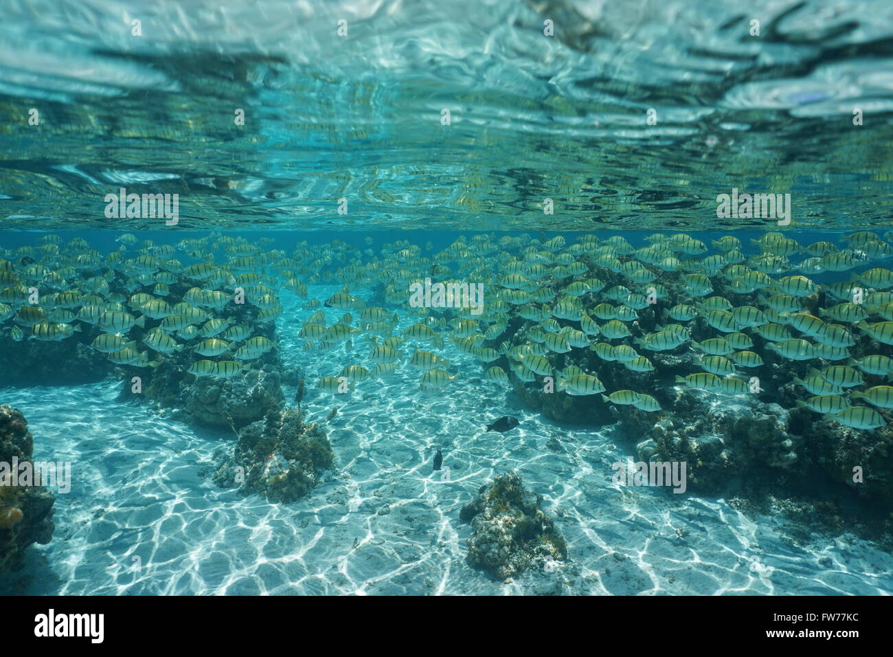 Underwater shoal of fish convict tang surgeonfish, lagoon of Huahine, Pacific ocean, French Polynesia Stock Photo