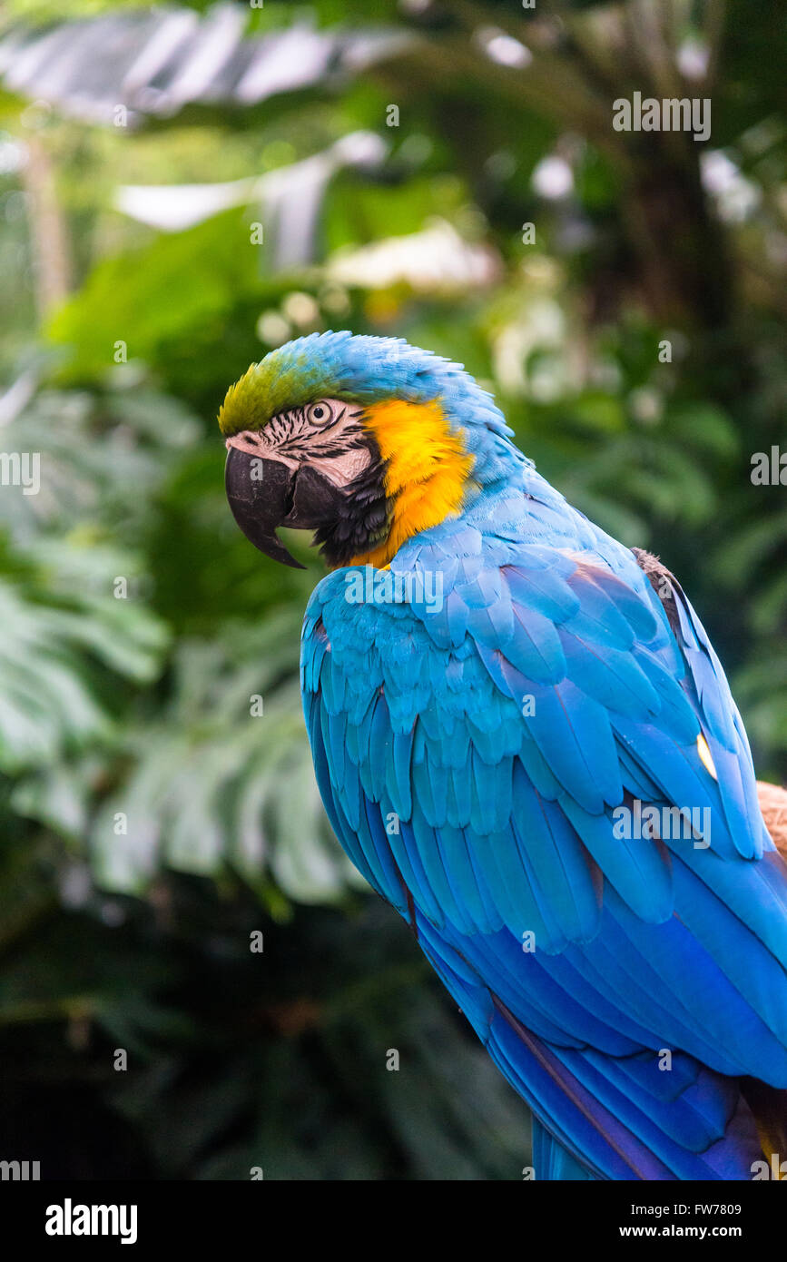 Blue-and-yellow macaw parrot, Bird Park, Foz do Iguacu, Brazil Stock Photo