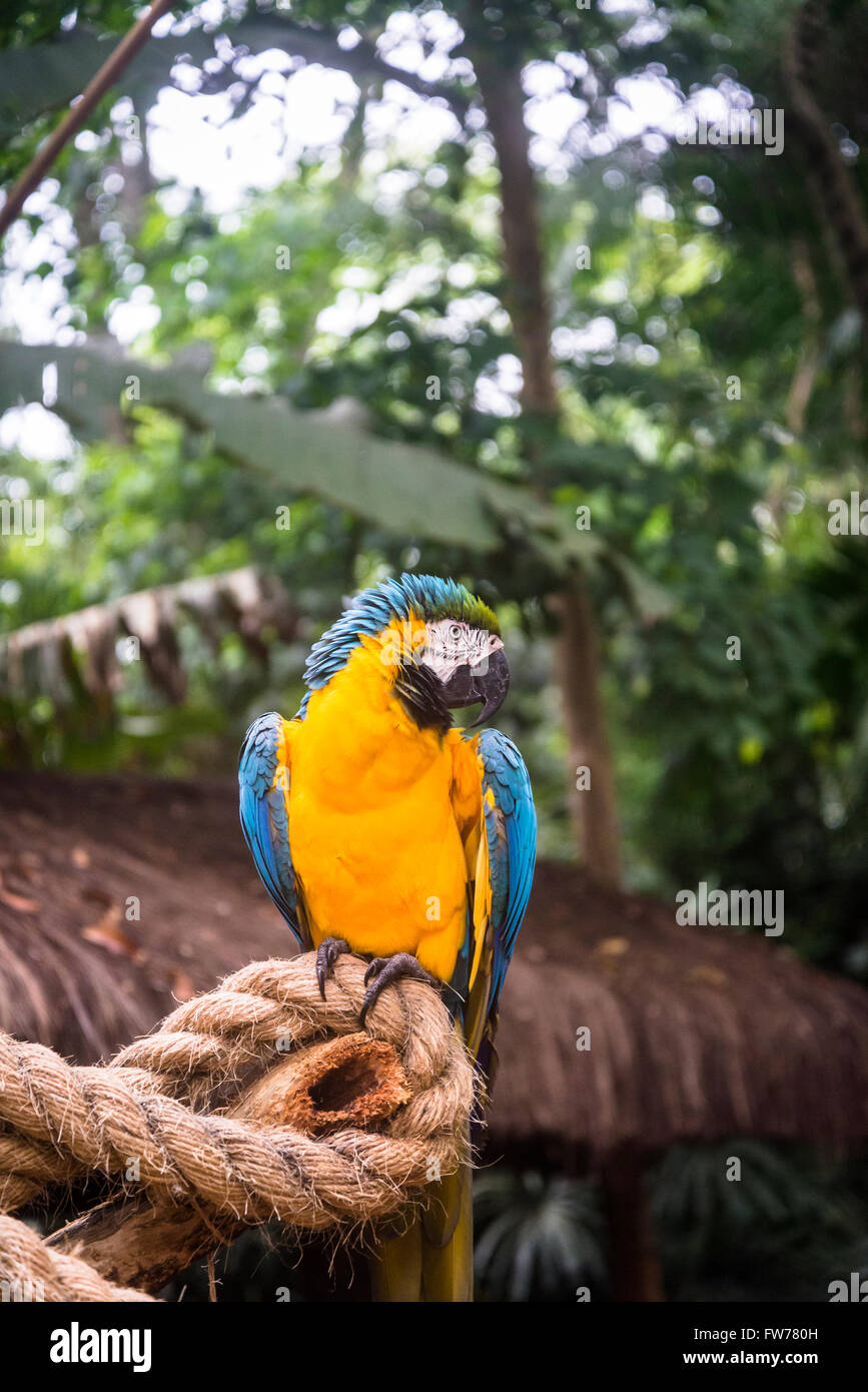 Blue-and-yellow macaw parrot, Bird Park, Foz do Iguacu, Brazil Stock Photo