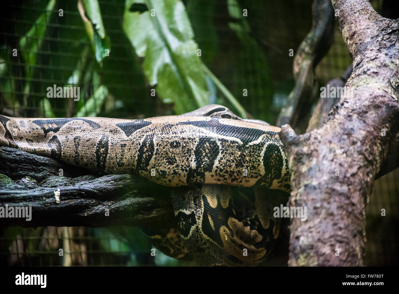 Boa constrictor snake, Bird Park, Foz do Iguacu, Brazil Stock Photo