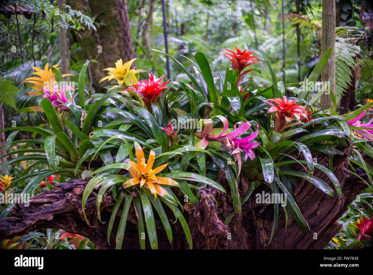Bromeliad plants, Foz do Iguacu, Brazil Stock Photo
