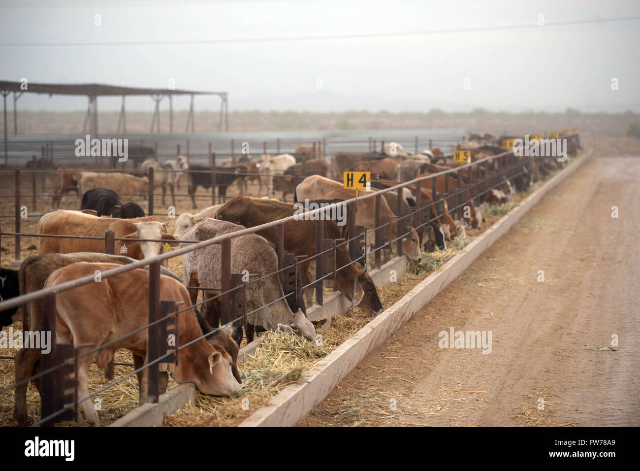 Beef cattle fatten in a feed lot at the SuKarne Lucero agropark meet