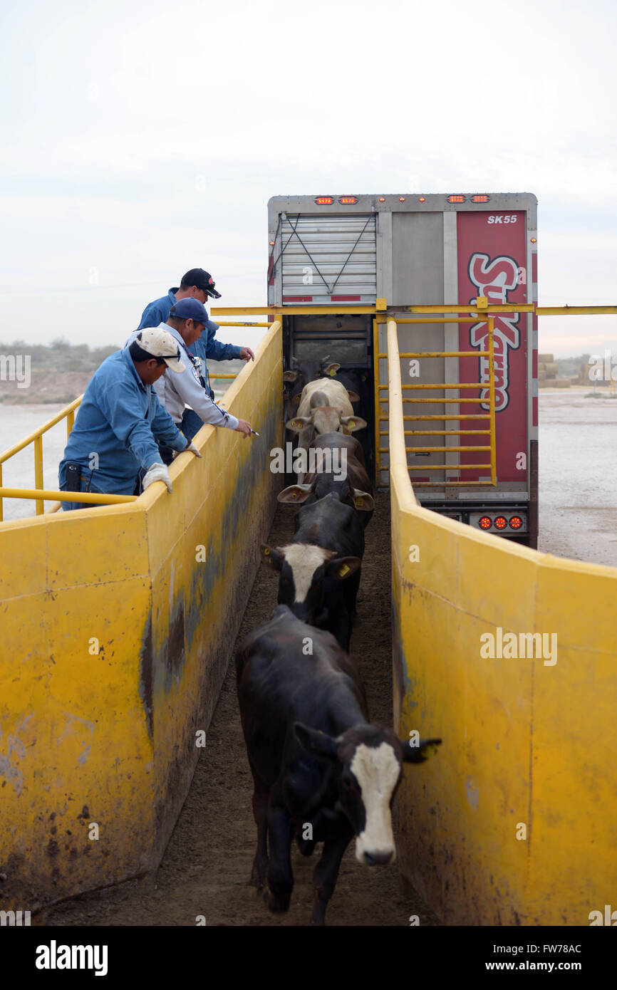 Beef cattle run down a chute at the SuKarne Lucero agropark meet processor March 30, 2016 in Durango, Mexico. Stock Photo