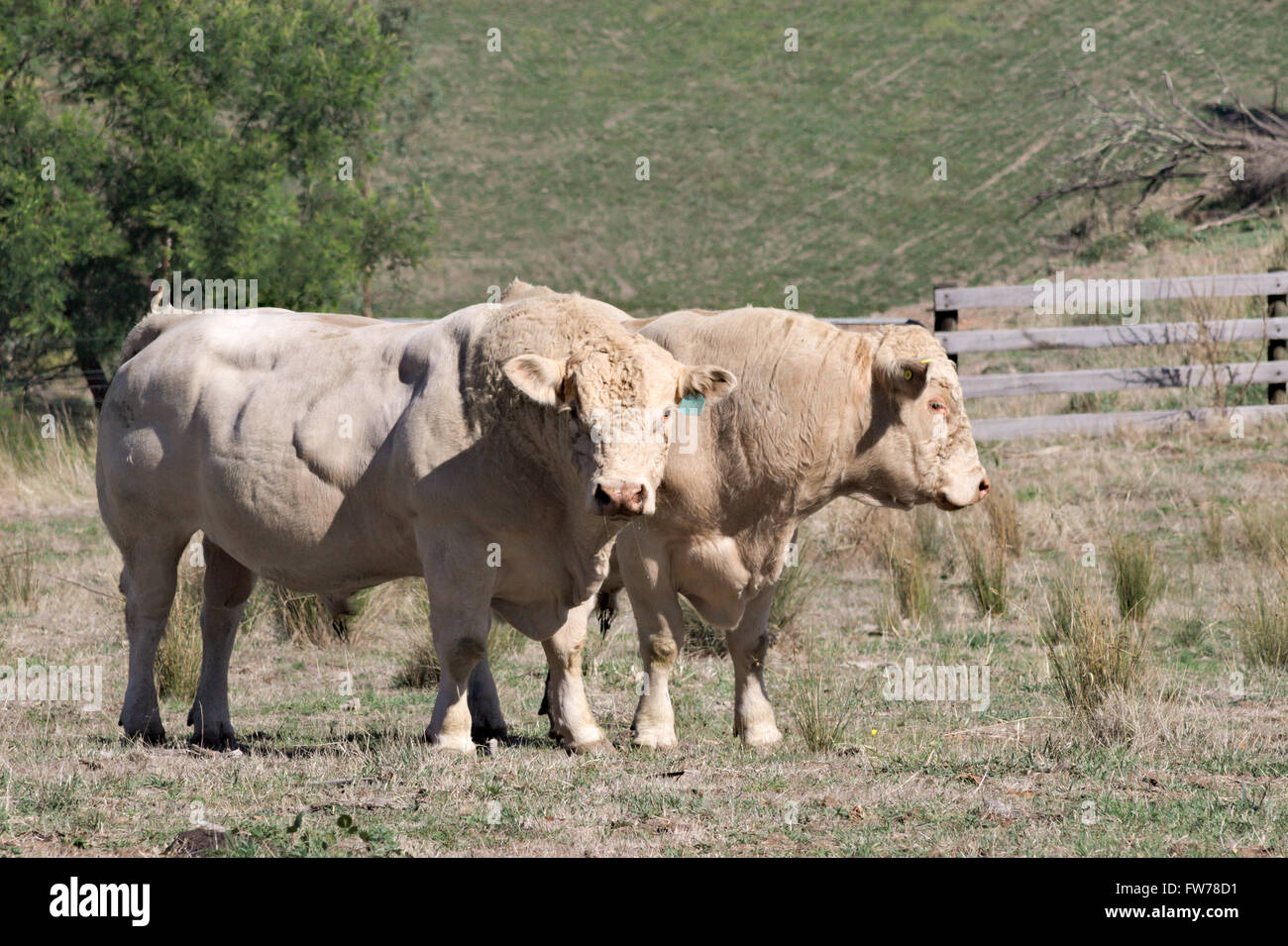 Two white Charolais bulls standing side by side in a dry Australian fenced paddock. Stock Photo