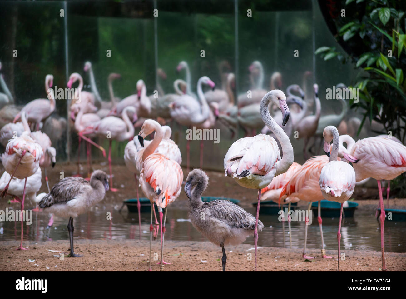 Greater flamingos and Chilean flamingos, Phoenicopterus chilensis, Bird Park, Foz do Iguacu, Brazil Stock Photo