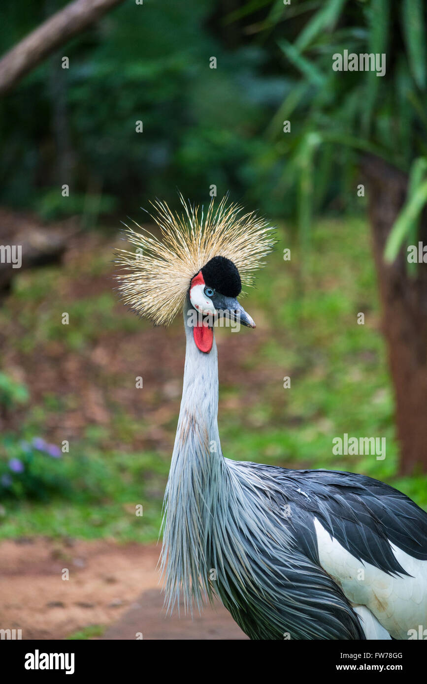 Grey crowned crane, Balearica regulorum, Bird Park, Foz do Iguacu, Brazil Stock Photo