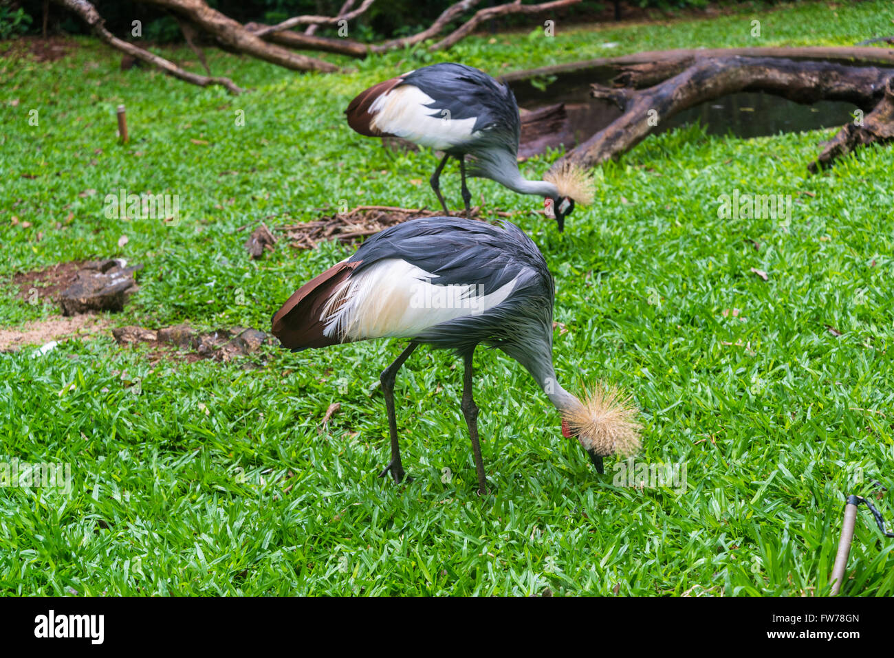 Grey crowned crane, Balearica regulorum, Bird Park, Foz do Iguacu, Brazil Stock Photo