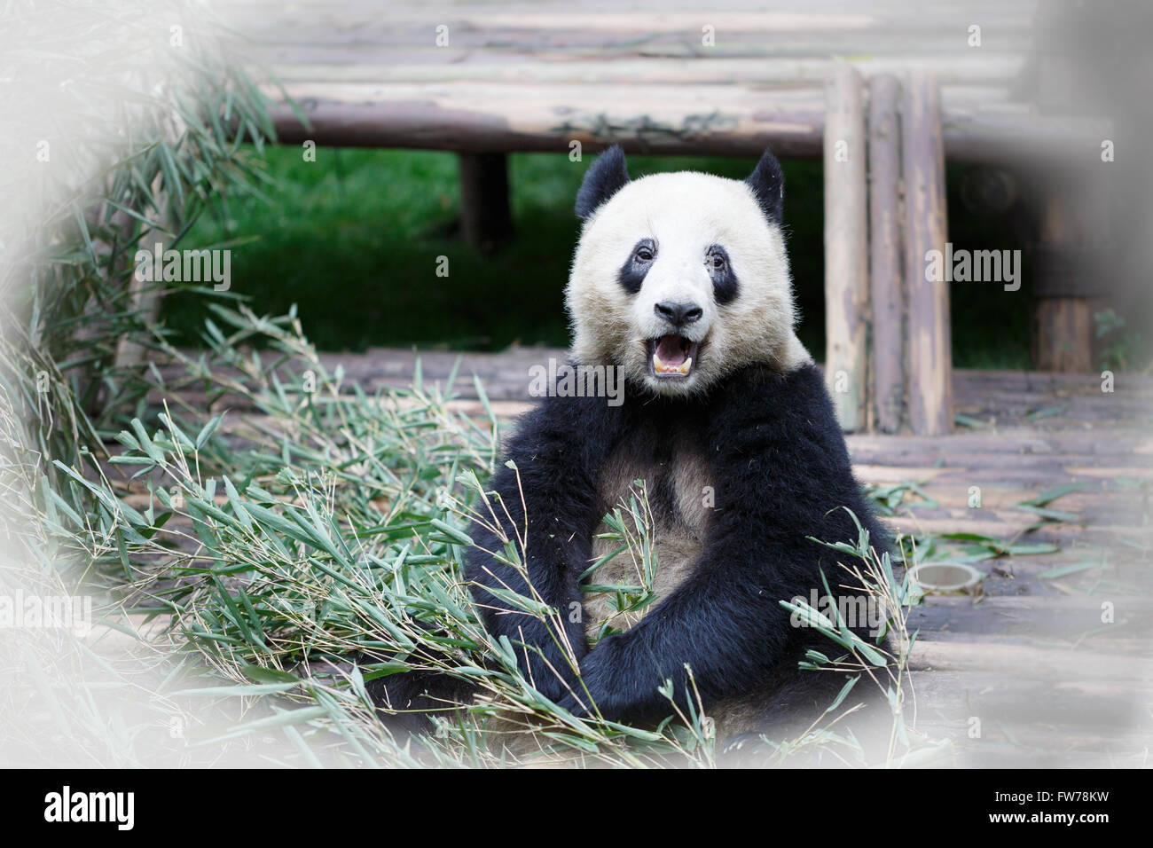 A panda sitting on the ground laughing Stock Photo