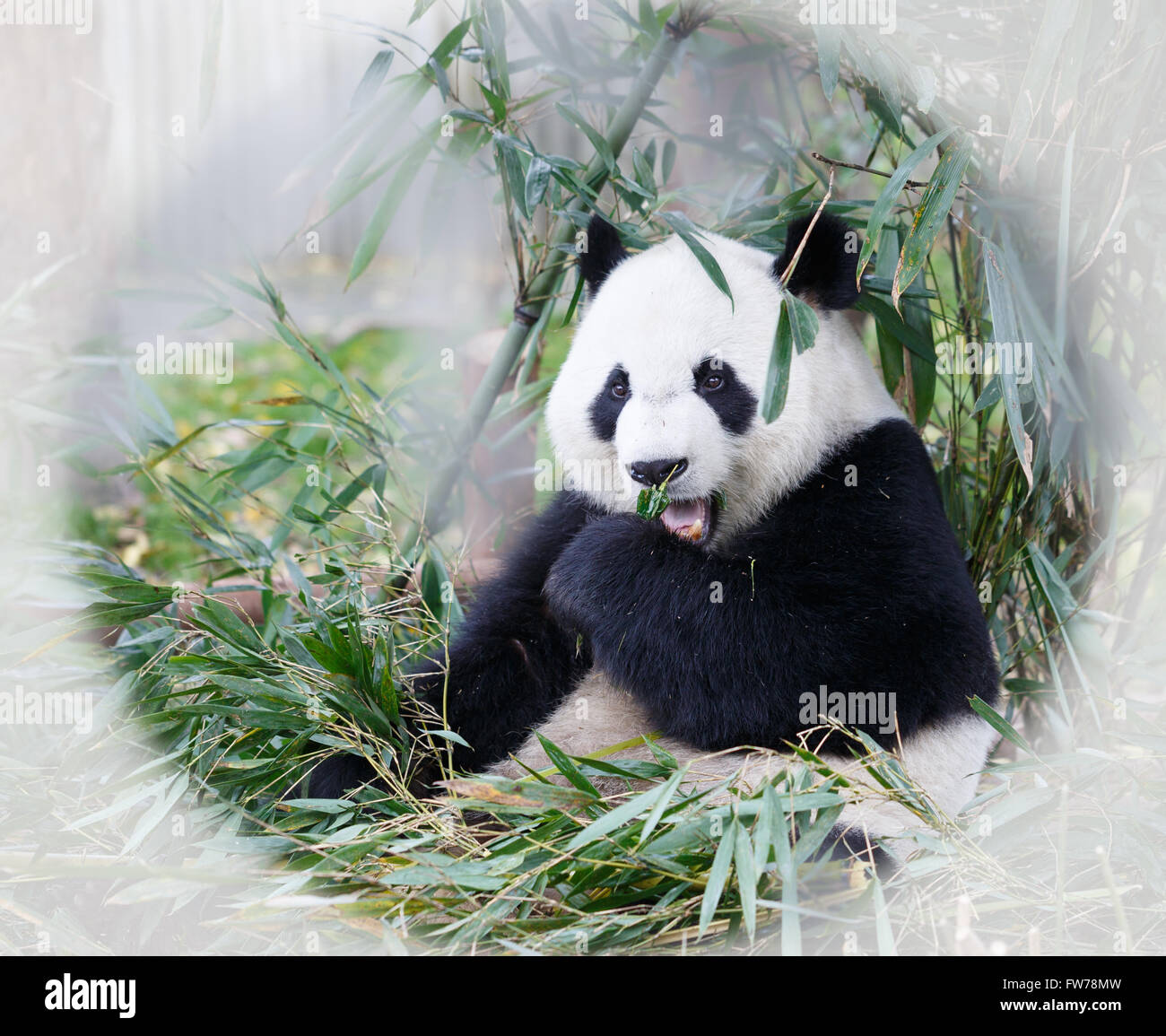 Hungry giant panda bear eating bamboo Stock Photo