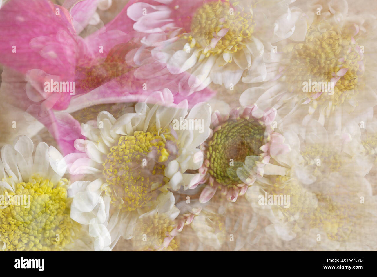 White chrysanthemum background Stock Photo - Alamy