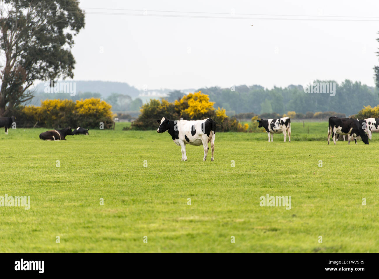 cows at pasture Stock Photo