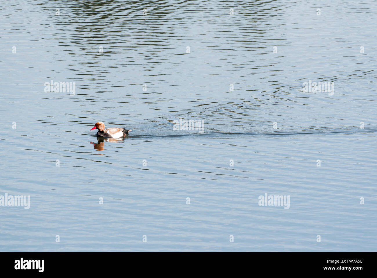 A male Red-Crested Pochard swimming Stock Photo