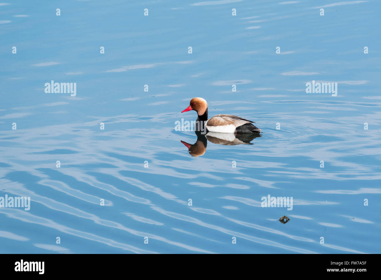 A male Red-Crested Pochard swimming Stock Photo