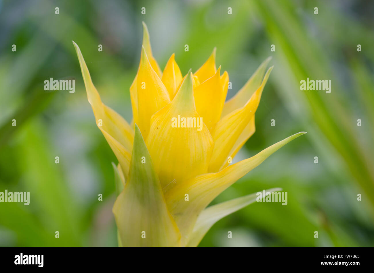 Bromeliad flower Stock Photo