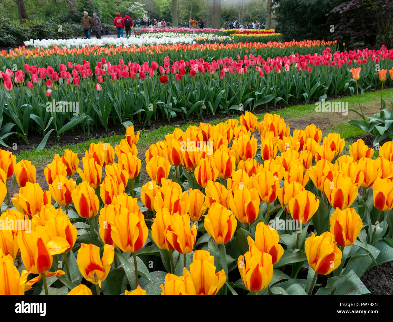 Beds of tulips in orange, red and white in Keukenhof Park, the Garden of Europe in Lisse, South Holland, Netherlands Stock Photo