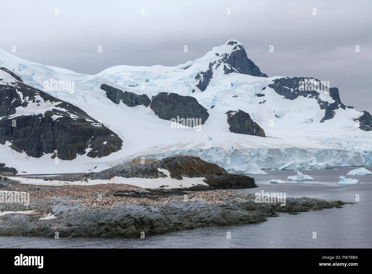 A Gentoo penguin rookery on Cuverville Island, Antarctica. Stock Photo