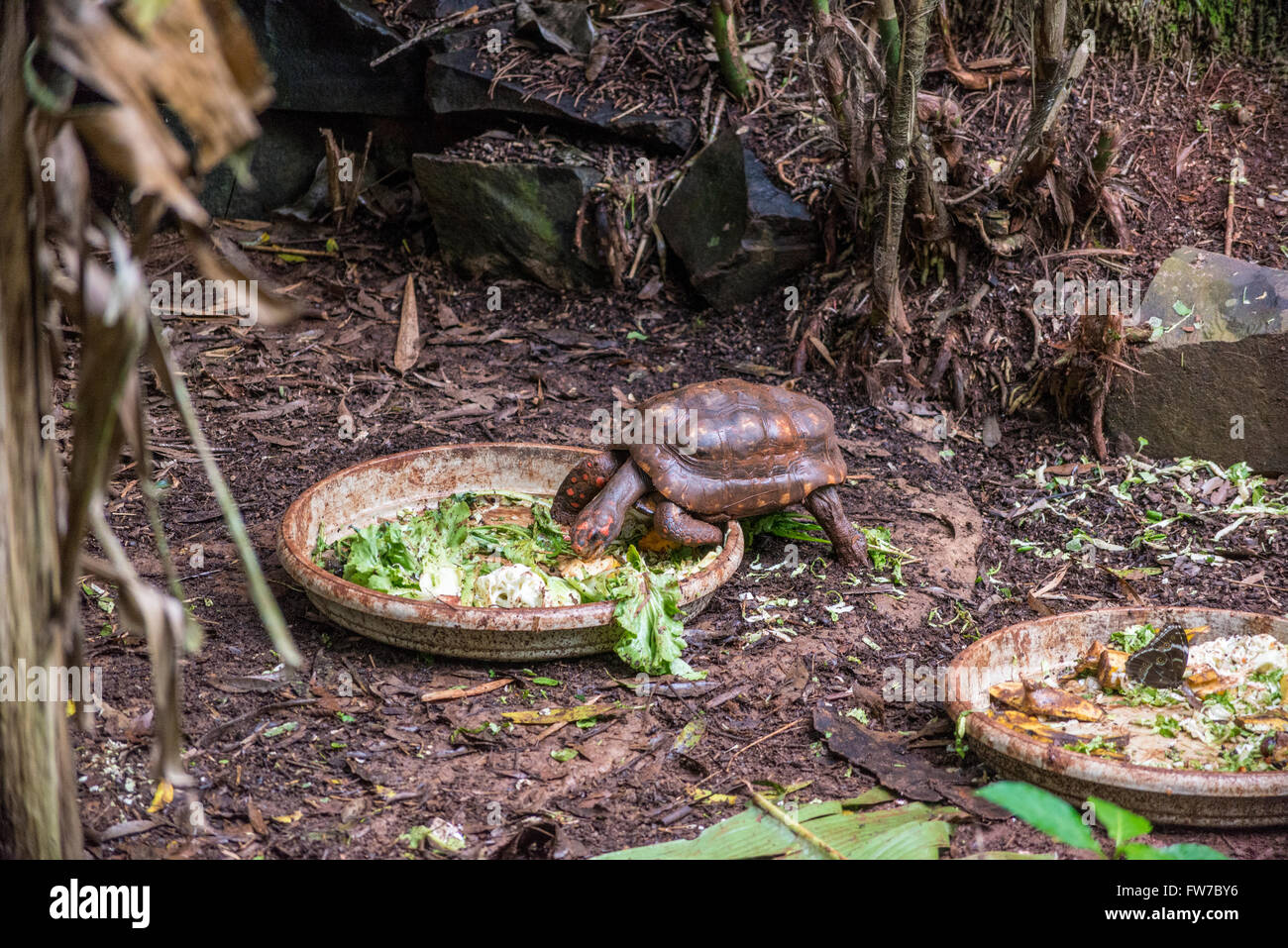 Red-footed tortoise, Chelonoidis carbonaria, Bird Park, Foz do Iguacu, Brazil Stock Photo