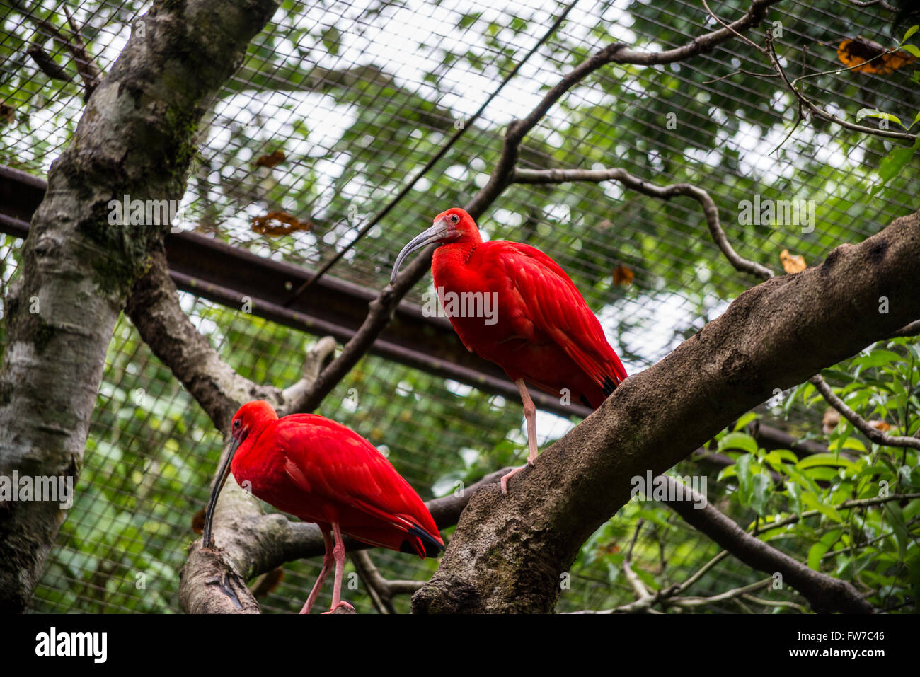 Scarlet ibis, Bird Park, Foz do Iguacu, Brazil Stock Photo