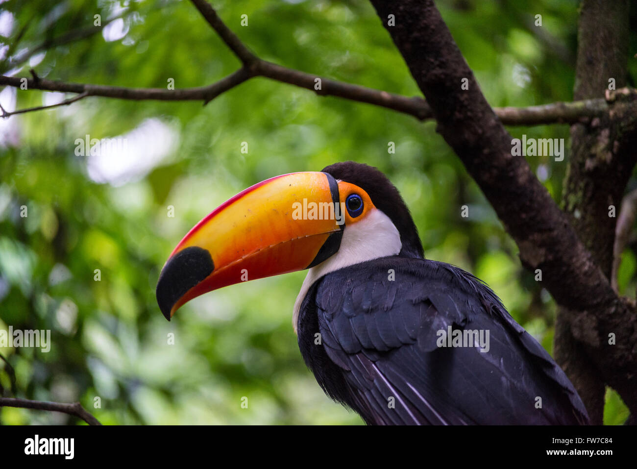 Toco toucan or common toucan, Bird Park, Foz do Iguacu, Brazil Stock Photo